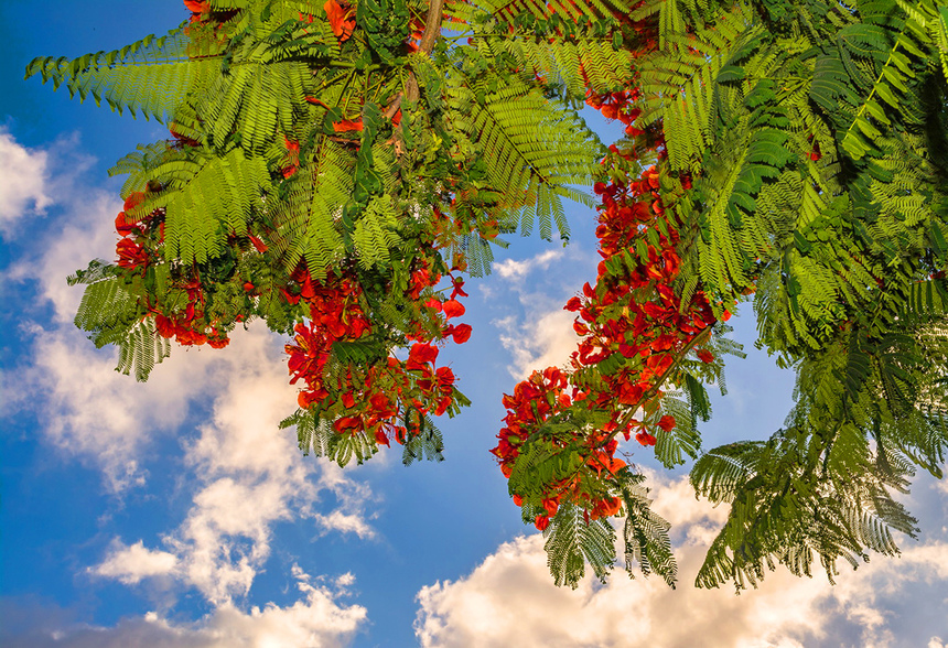 Делоникс королевский — прекасное цветущее дерево на Кипре: фото 5