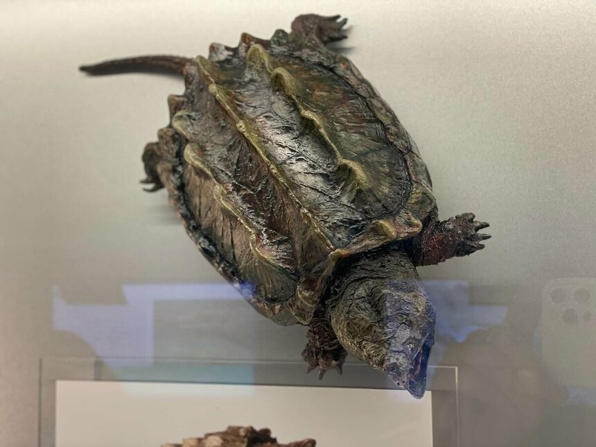 Музей черепах Иния-Лара в округе Пафос: фото 11