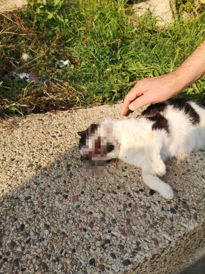 Кипрское сообщество CopsCats надеется найти и наказать маньяка, зверски убившего 14 кошек: фото 2