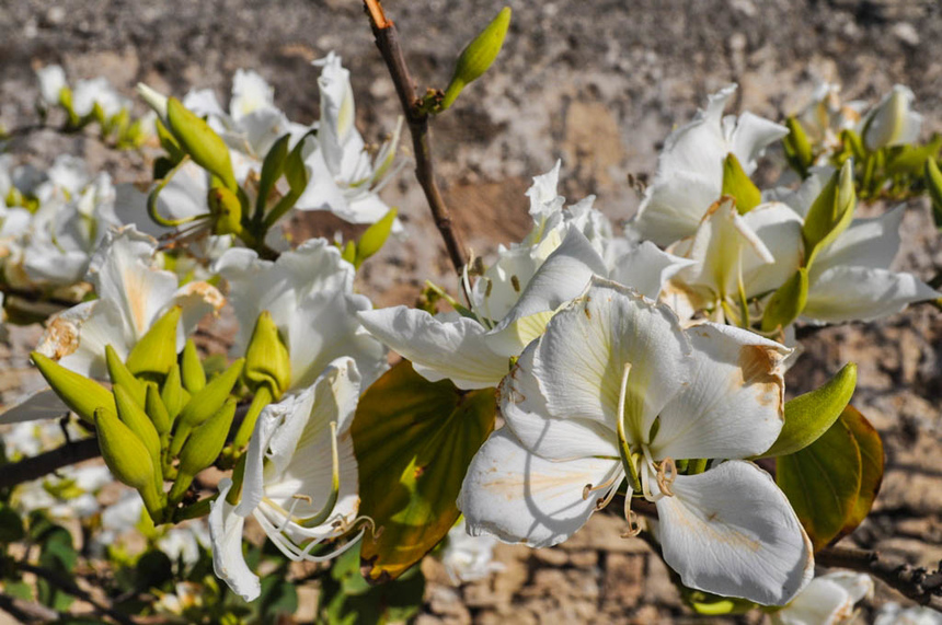 Орхидея или крылья бабочки: загадочная баугиния на Кипре: фото 11