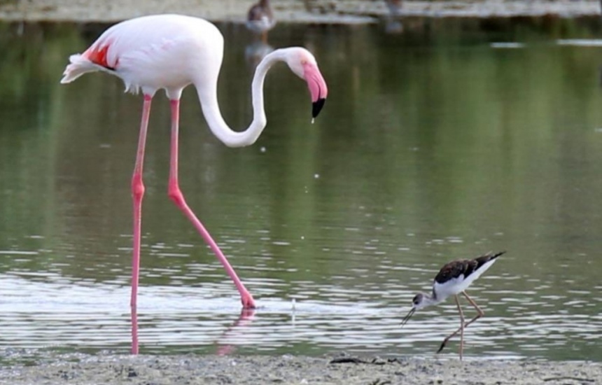 На Кипр прилетели фламинго: фото 2