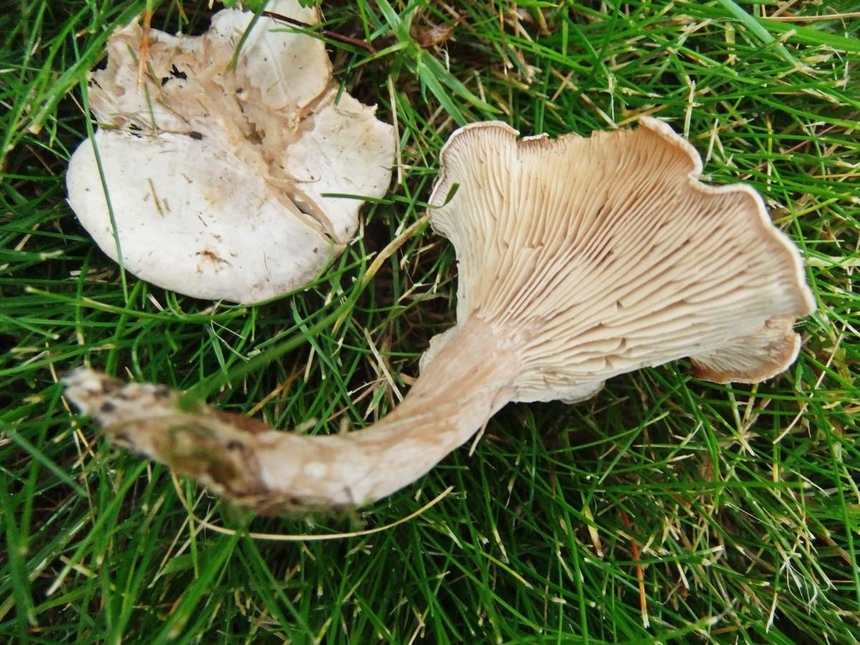 Ядовитые и галлюциногенные грибы Кипра: фото 12