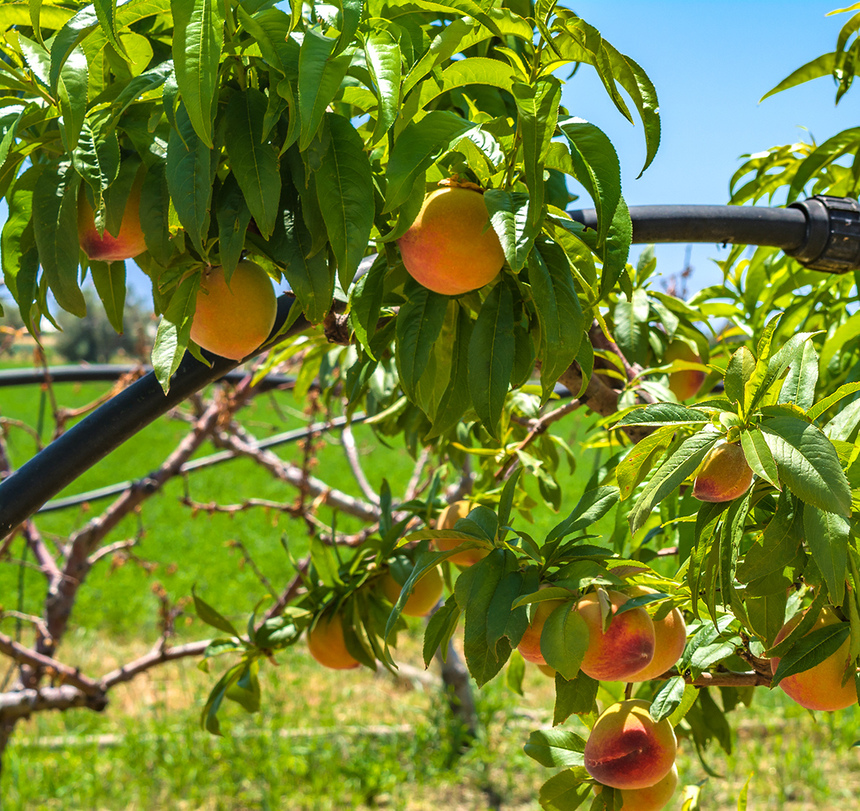 Не пропустите! На Кипре начался сезон сбора персиков: фото 10