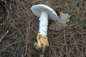 Ядовитые и галлюциногенные грибы Кипра: фото 14