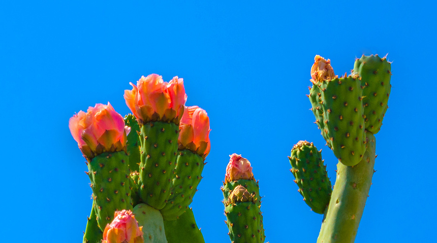 На Кипре цветет вкусный кактус опунция! : фото 25
