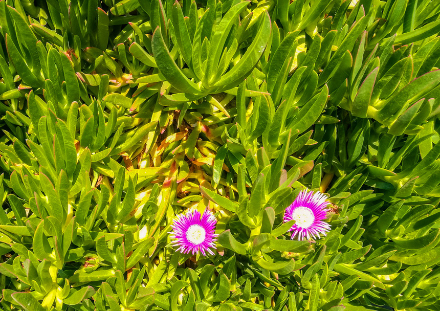 Карпобротус съедобный — кипрское лекарственное растение: фото 20