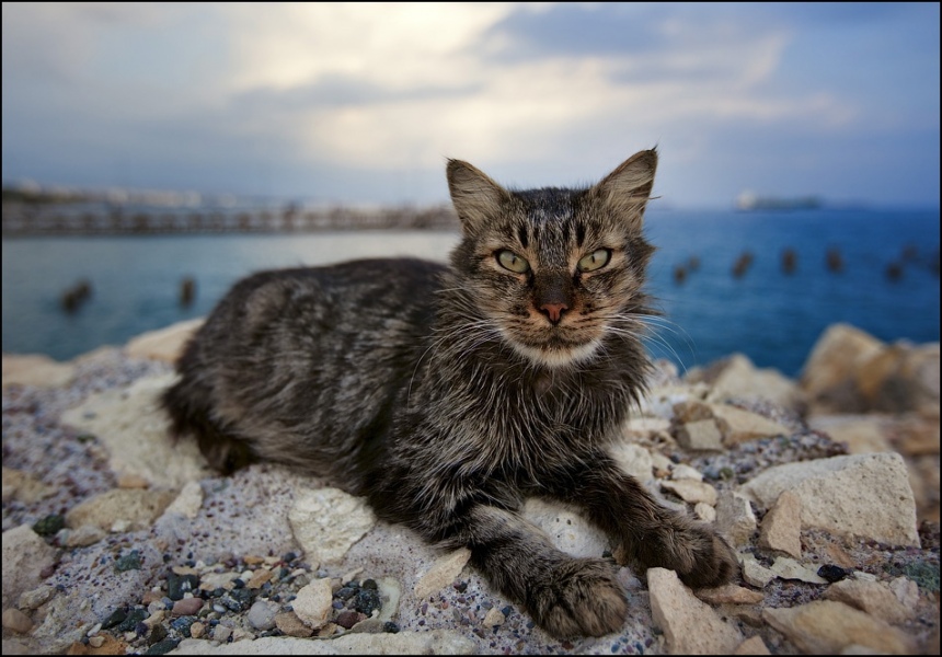 На Кипре начнется очередная стерилизация бездомных кошек : фото 3