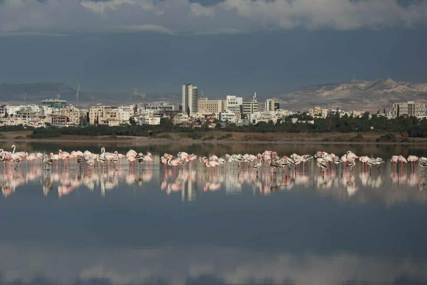 На Кипр прилетели сотни розовых фламинго: фото 3