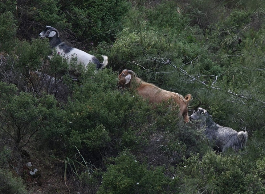 Дикие лесные козы Кипра атаковами города: фото 5
