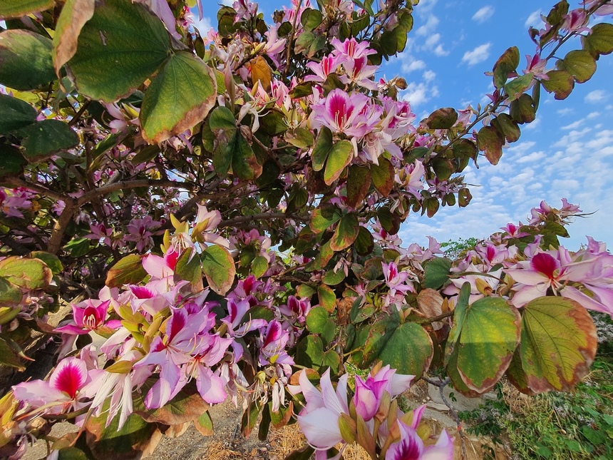 Орхидея или крылья бабочки: загадочная баугиния на Кипре: фото 5
