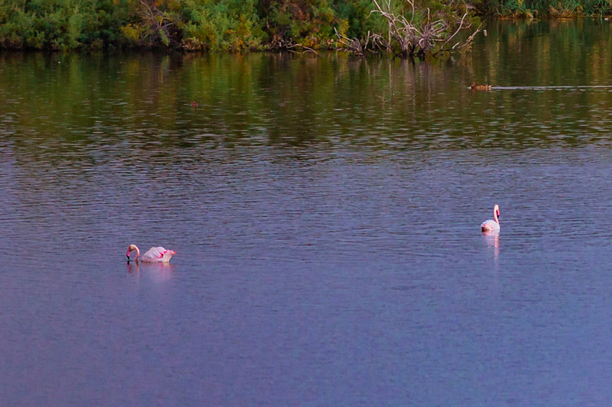 Озеро Ороклини - фантастическая охраняемая природная зона на Кипре и место для наблюдения за птицами : фото 54