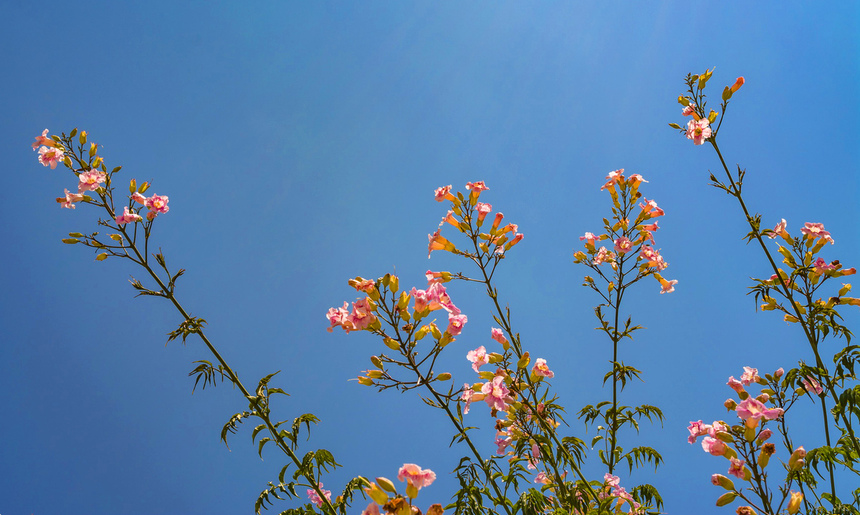 Подранея Рикасоля - кипрская лиана с розовыми колокольчиками: фото 16