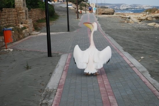В Лимассоле у моря гуляют пеликаны: фото 3