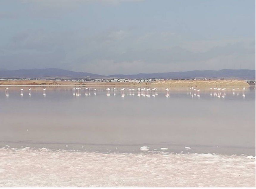 На соленое озеро Алики в Ларнаке прилетели фламинго (фото и видео): фото 4