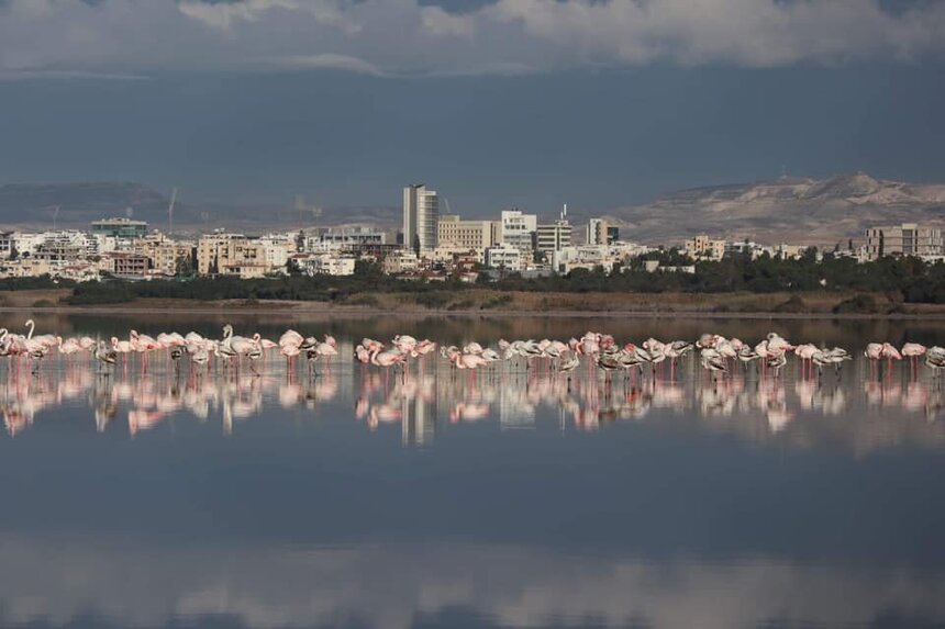 На Кипр прилетели первые фламинго: фото 2