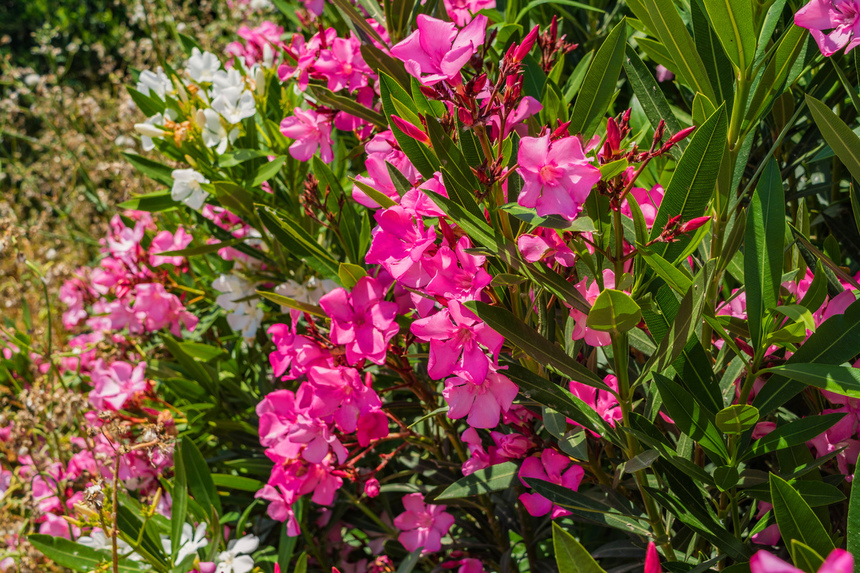 Олеандр — кипрский цветок-загадка: фото 22