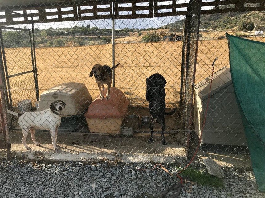 Приют для собак на Кипре нуждается помощи – здесь очень ждут волонтеров : фото 2