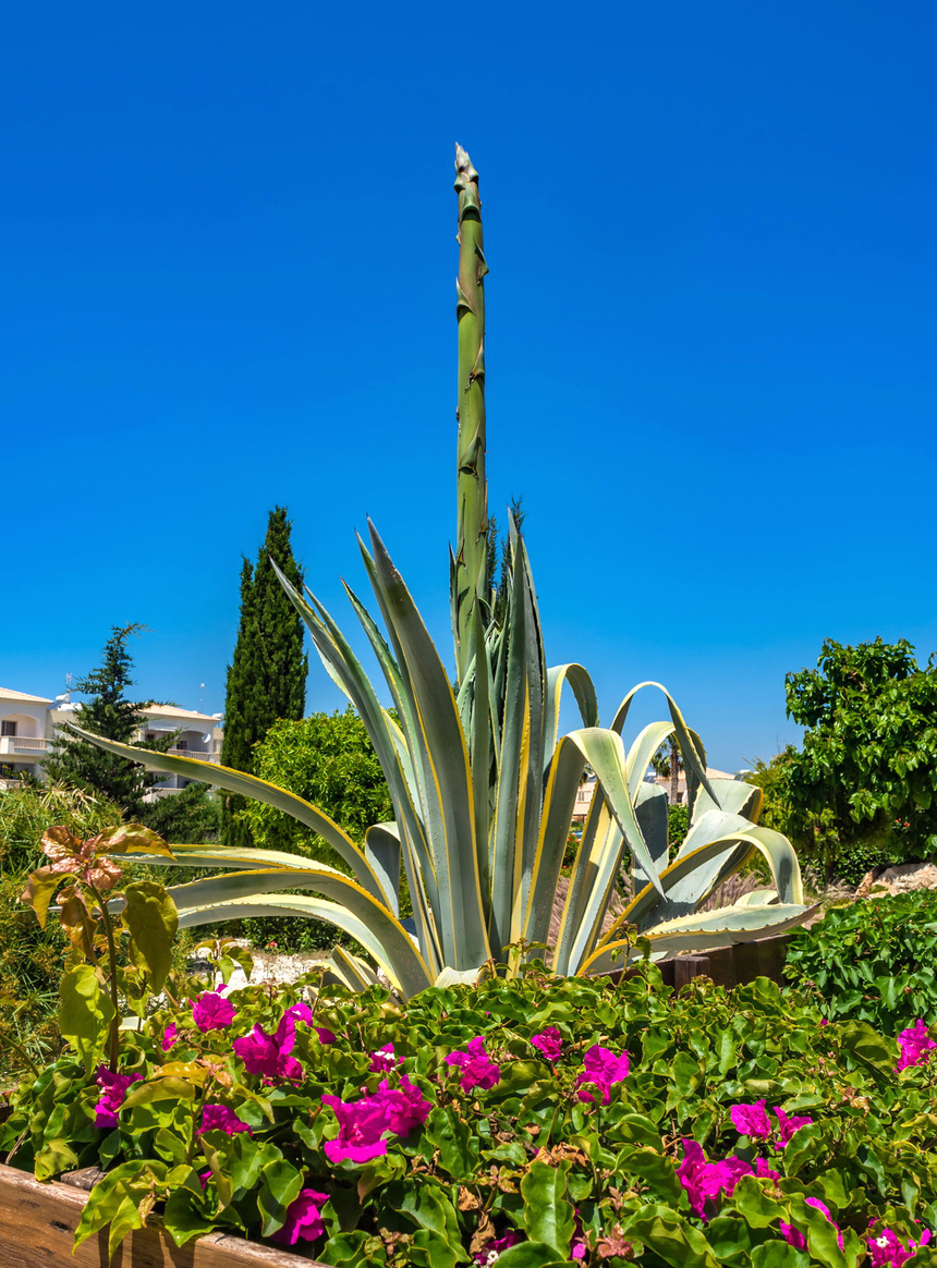 Агава — чрезвычайно полезное и уникальное кипрское растение: фото 5
