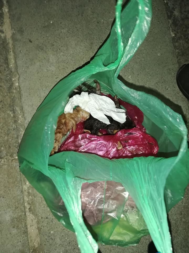 В Ларнаке живых котят выбросили в мусорный бак, упаковав в полиэтиленовый пакет: фото 3