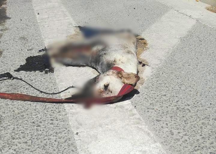 В Лимассоле зверски убили собаку и бросили ее на дороге: фото 2