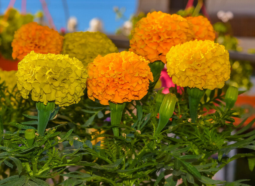 Десять распространенных многолетних цветов для украшения кипрских садов и балконов: фото 4