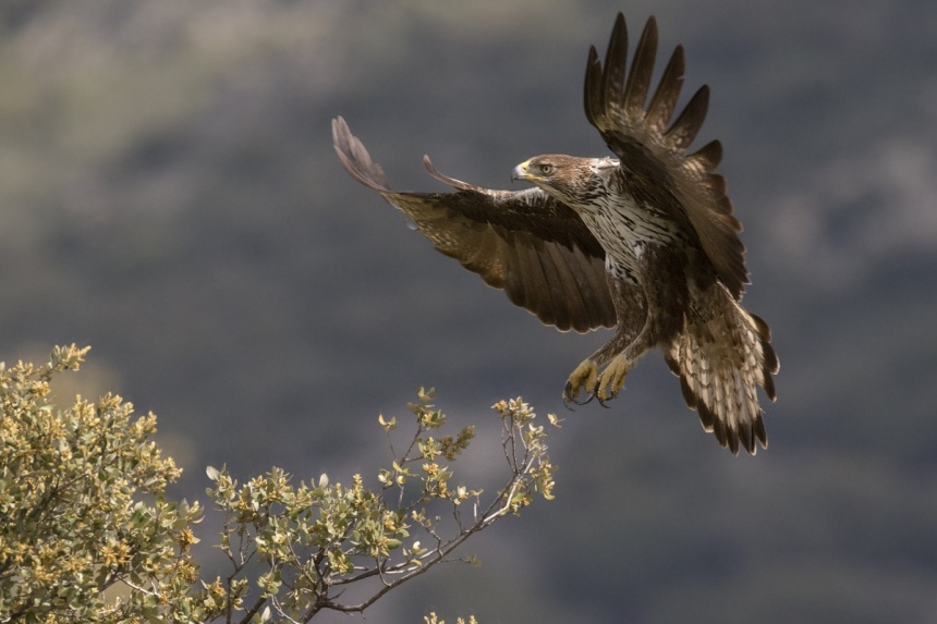 10 самых красивых и редких птиц, встречающихся на Кипре: фото 10