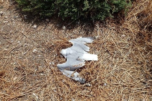 У Акамаса обнаружили десятки мертвых птенцов чаек : фото 4