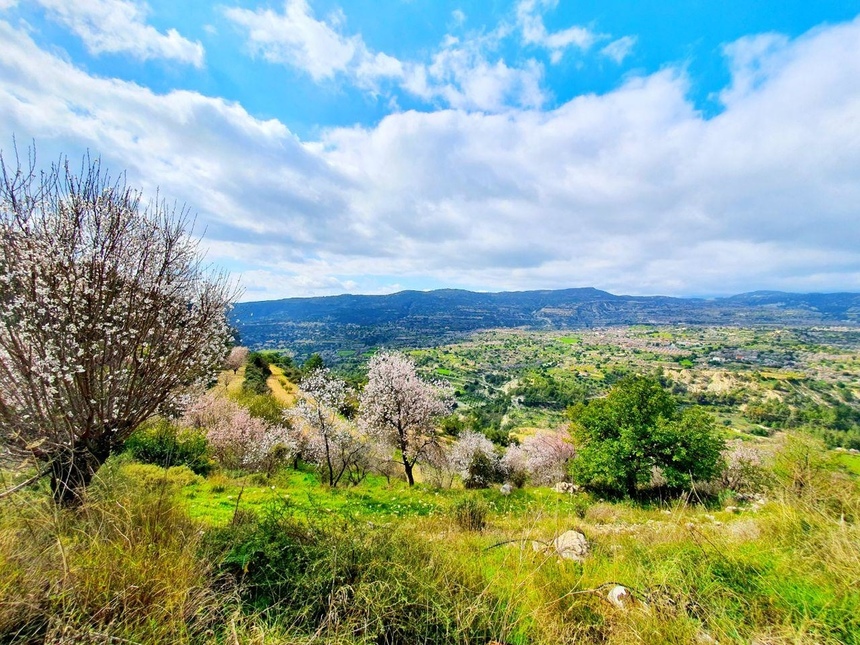 На Кипре в разгаре волшебное и фантастически красивое время цветения миндаля: фото 2