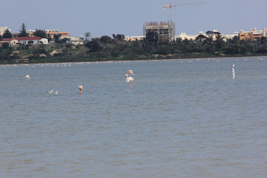 Свинец или канализационные отходы: "зеленые" обеспокоены гибелью розовых фламинго на Кипре : фото 3