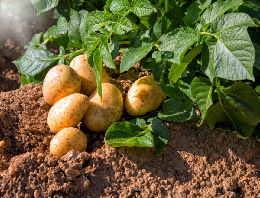 ​Фермеры бьют тревогу! На Кипре серьезный дефицит картофеля: фото 2