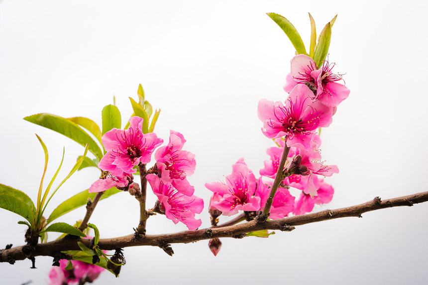 Сказочное цветение персиковых деревьев на Кипре!: фото 10
