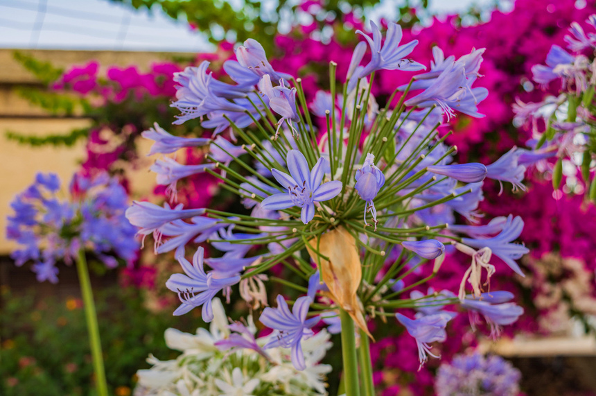 Великолепный агапантус — кипрский цветок любви: фото 3
