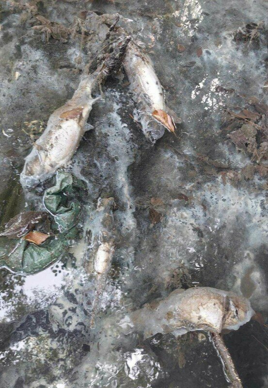 В районе Какопетрии массово гибнет форель: фото 2