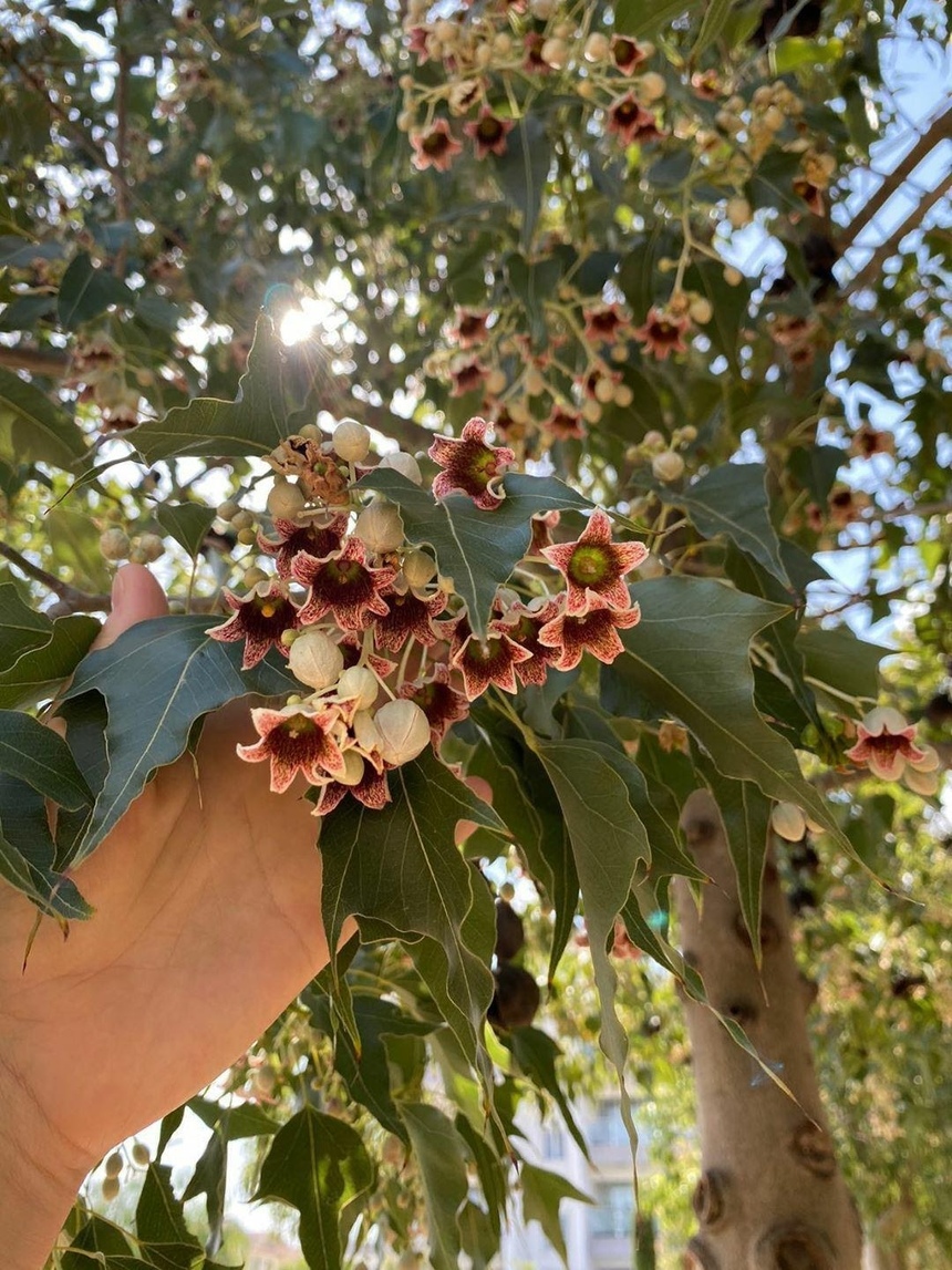 Брахихитон — знаменитое бутылочное дерево на Кипре: фото 8