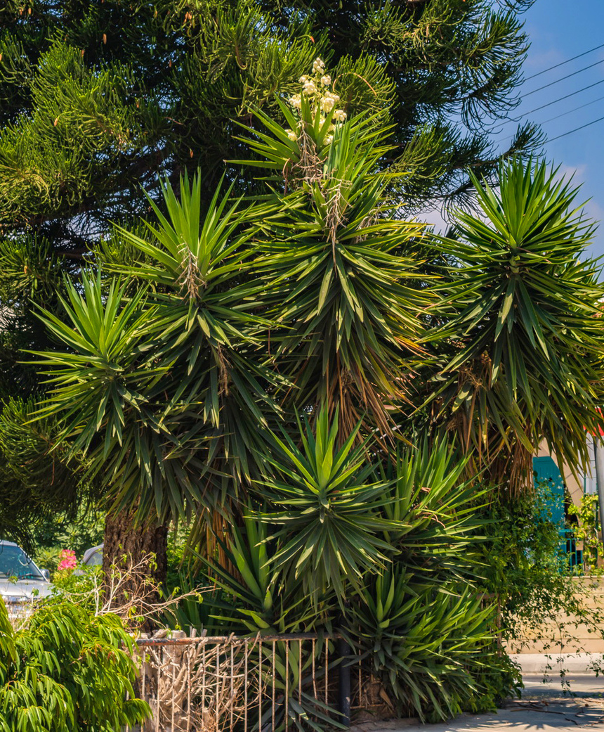 Юкка — кипрское дерево счастья!: фото 9