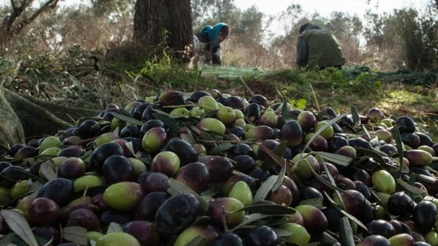 Турки пришли к никосийскому фермеру и срезали его оливки: фото 2