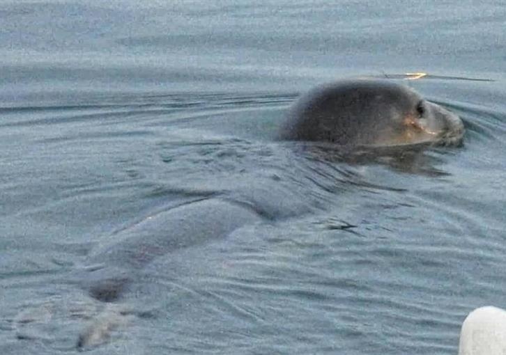В гавань Пафоса заплыл редкий тюлень: фото 3