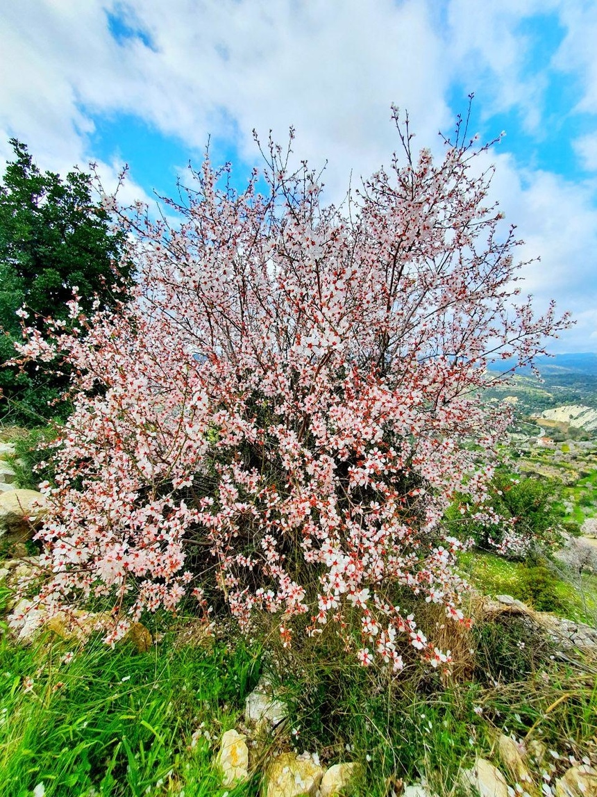 На Кипре в разгаре волшебное и фантастически красивое время цветения миндаля: фото 24