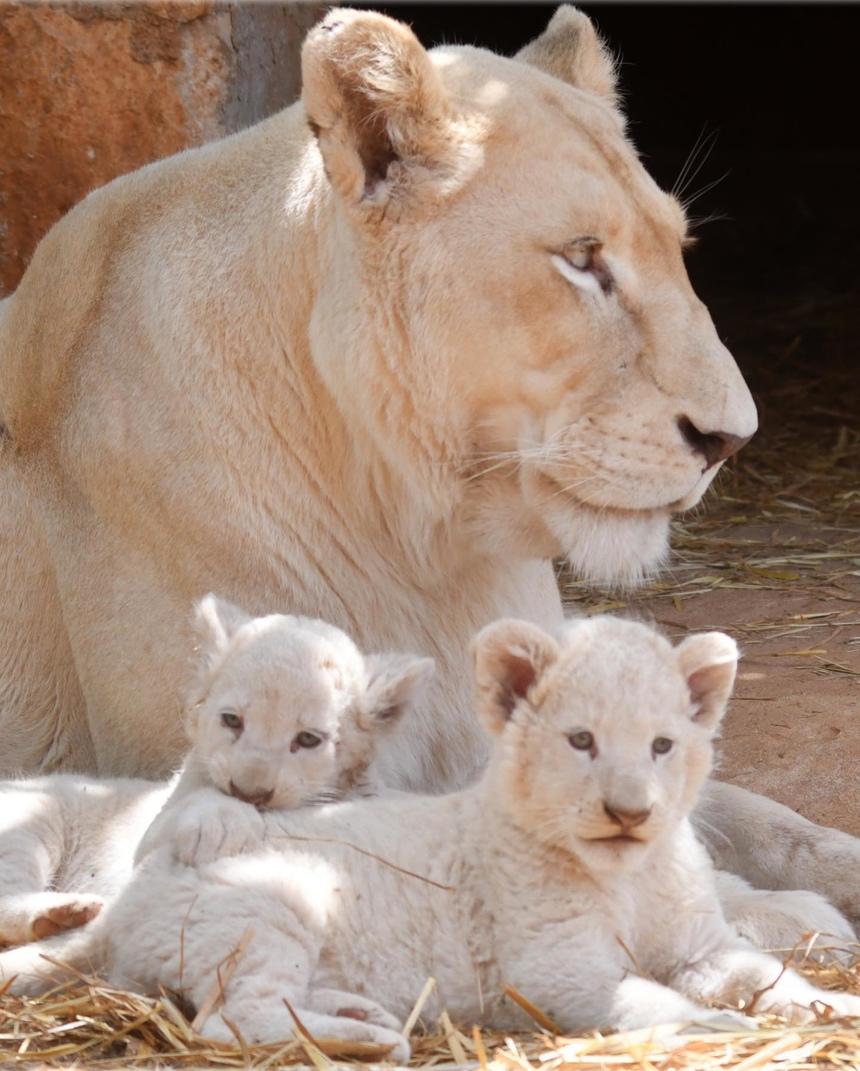 Зоопарк Пафоса объявил результаты конкурса на лучшие имена для львят: фото 4