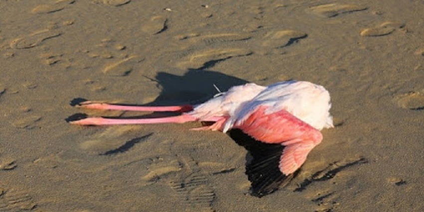 На Кипре массово гибнут розовые фламинго. Слабонервным не смотреть: фото 2