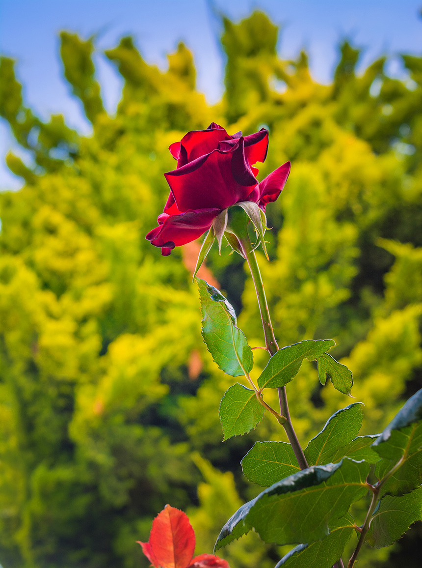 Конец апреля на Кипре - время роз! : фото 16