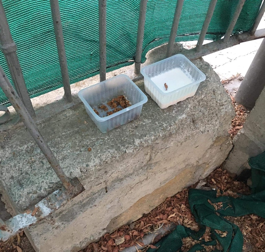 На Кипре в гимназии убивали кошек, подсыпая яд в корм: фото 2