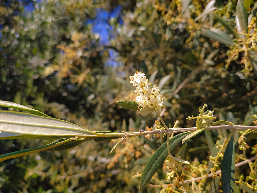 В мае на Кипре в цвету оливковые деревья! : фото 18