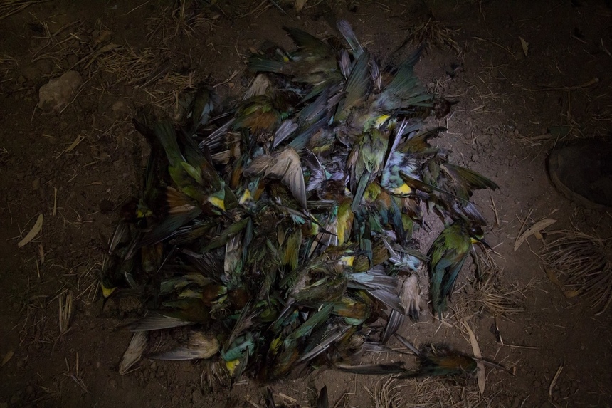 В Ларнаке убили несколько десятков птиц: фото 4