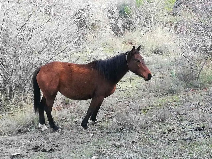 Связали и оставили умирать: в Лимассоле выбросили живую лошадь: фото 5