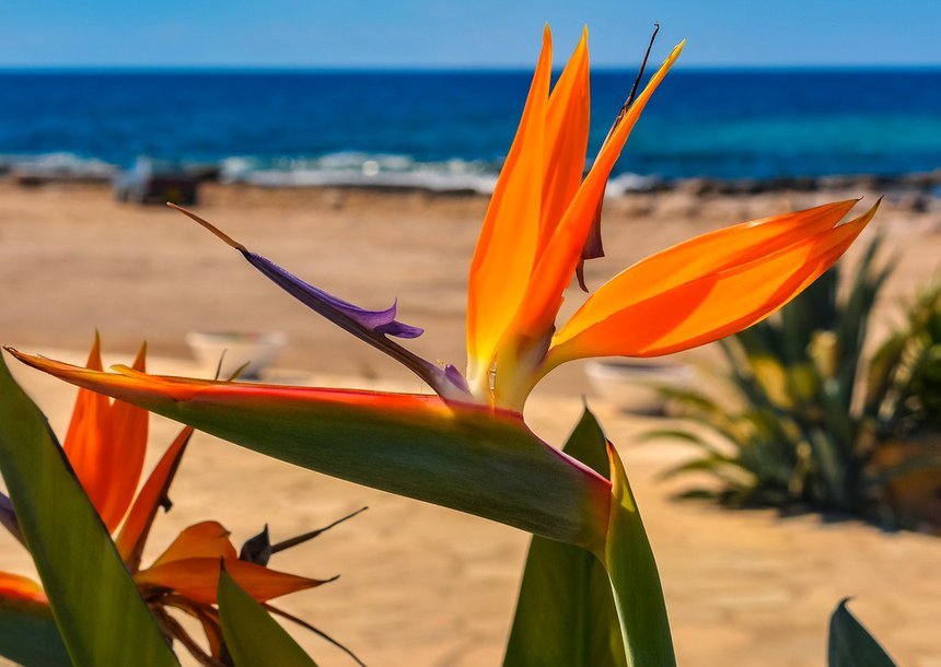 Топ-10 самых красивых и удивительных растений Кипра 2020 года: фото 35