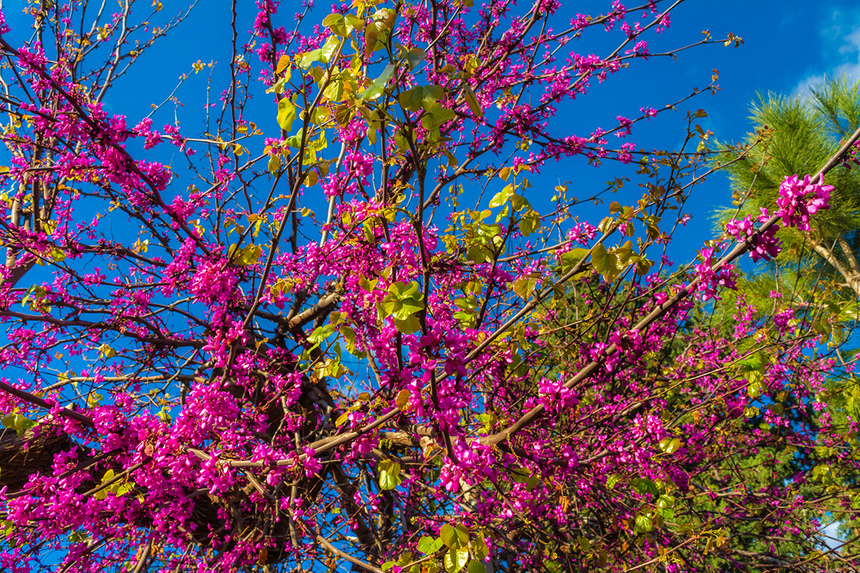 На Кипре покрылось цветами волшебное Иудино дерево!: фото 17