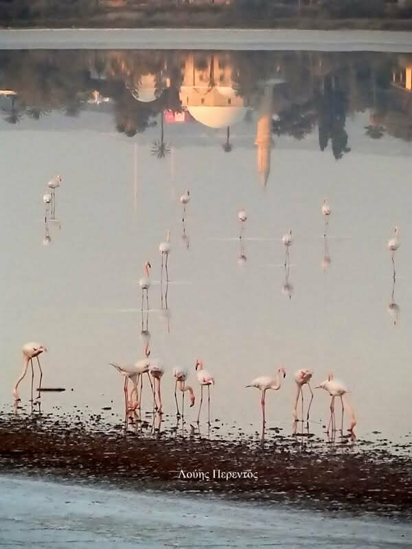 На Соленое озеро Ларнаки прилетели первые фламинго: фото 4 На Соленое озеро Ларнаки прилетели первые фламинго: фото 4