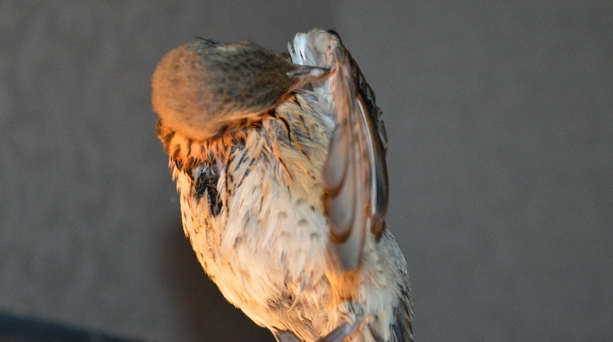 ​Птицы Кипра. Дрозд-рябинник: фото 38