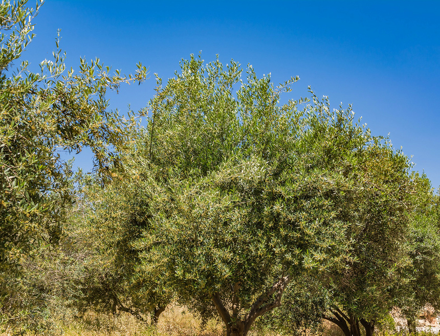 В мае на Кипре в цвету оливковые деревья! : фото 2